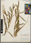 Foto von Salix purpurea L.